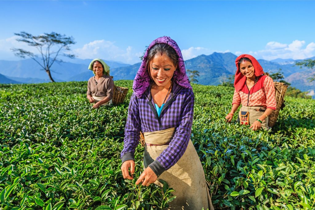 Local women picking leaves in Dibrugarh tea garden