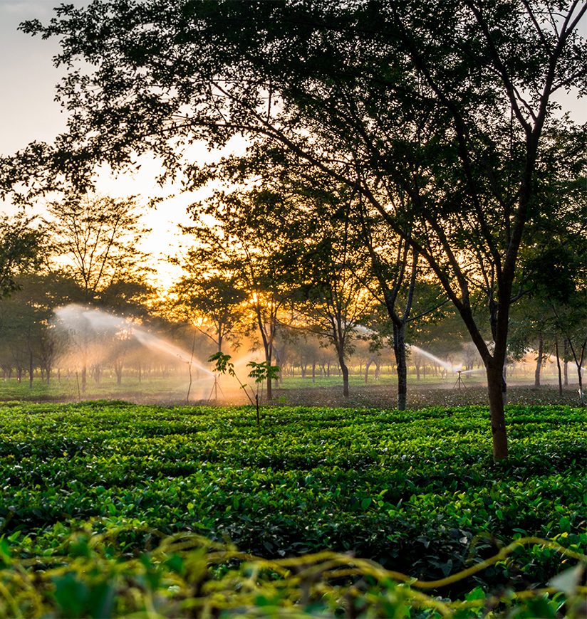 Beautiful Assam tea garden sunset