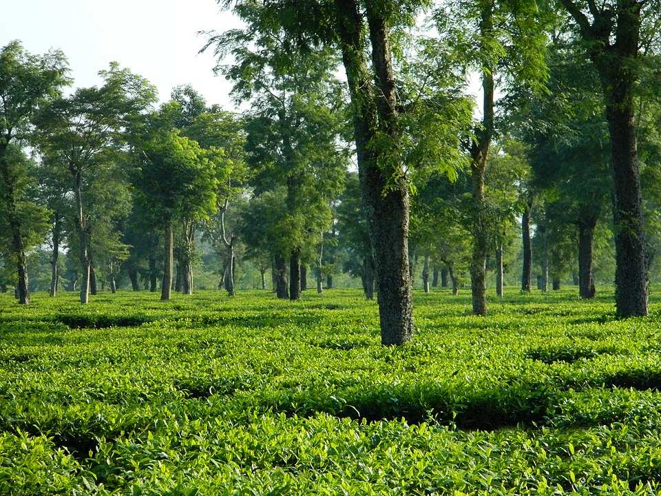 Dibrugarh tea plantation garden landscape