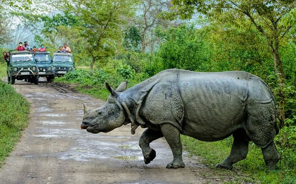 Rhinoceros walking in Kaziranga National Park safari road