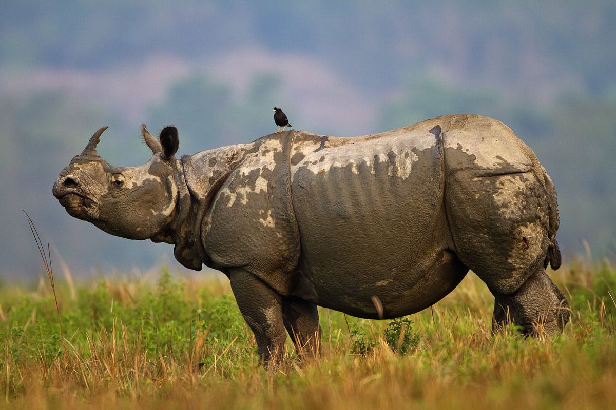 Kaziranga National Park Indian one-horned rhinoceros